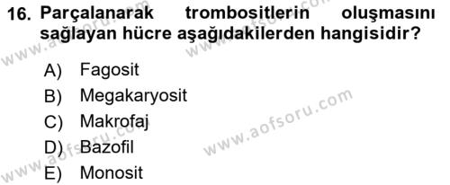 İnsan Beden Yapısı Ve Fizyolojisi Dersi 2018 - 2019 Yılı (Vize) Ara Sınavı 16. Soru