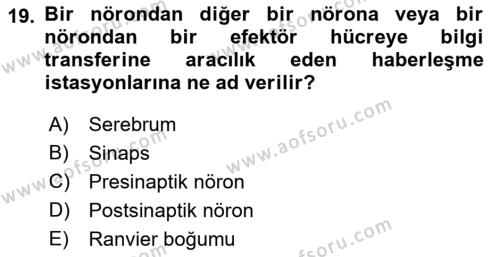 İnsan Beden Yapısı Ve Fizyolojisi Dersi 2018 - 2019 Yılı (Vize) Ara Sınavı 19. Soru