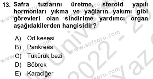 İnsan Beden Yapısı Ve Fizyolojisi Dersi 2022 - 2023 Yılı Yaz Okulu Sınavı 13. Soru