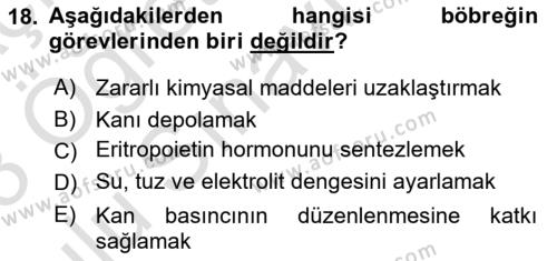 İnsan Beden Yapısı Ve Fizyolojisi Dersi 2022 - 2023 Yılı Yaz Okulu Sınavı 18. Soru