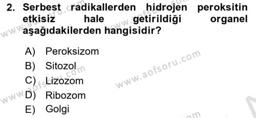 İnsan Beden Yapısı Ve Fizyolojisi Dersi 2022 - 2023 Yılı Yaz Okulu Sınavı 2. Soru