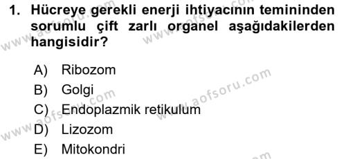 İnsan Beden Yapısı Ve Fizyolojisi Dersi 2024 - 2025 Yılı (Vize) Ara Sınavı 1. Soru