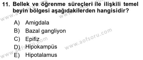 İnsan Beden Yapısı Ve Fizyolojisi Dersi 2024 - 2025 Yılı (Vize) Ara Sınavı 11. Soru