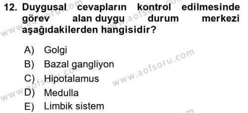 İnsan Beden Yapısı Ve Fizyolojisi Dersi 2024 - 2025 Yılı (Vize) Ara Sınavı 12. Soru