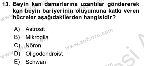 İnsan Beden Yapısı Ve Fizyolojisi Dersi 2024 - 2025 Yılı (Vize) Ara Sınavı 13. Soru