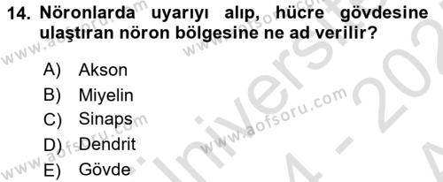 İnsan Beden Yapısı Ve Fizyolojisi Dersi 2024 - 2025 Yılı (Vize) Ara Sınavı 14. Soru