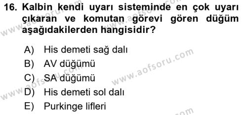 İnsan Beden Yapısı Ve Fizyolojisi Dersi 2024 - 2025 Yılı (Vize) Ara Sınavı 16. Soru