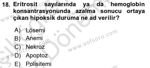 İnsan Beden Yapısı Ve Fizyolojisi Dersi 2024 - 2025 Yılı (Vize) Ara Sınavı 18. Soru