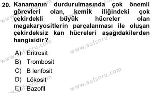 İnsan Beden Yapısı Ve Fizyolojisi Dersi 2024 - 2025 Yılı (Vize) Ara Sınavı 20. Soru