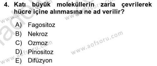 İnsan Beden Yapısı Ve Fizyolojisi Dersi 2024 - 2025 Yılı (Vize) Ara Sınavı 4. Soru