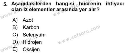 İnsan Beden Yapısı Ve Fizyolojisi Dersi 2024 - 2025 Yılı (Vize) Ara Sınavı 5. Soru