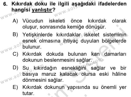 İnsan Beden Yapısı Ve Fizyolojisi Dersi 2024 - 2025 Yılı (Vize) Ara Sınavı 6. Soru