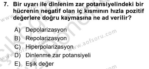 İnsan Beden Yapısı Ve Fizyolojisi Dersi 2024 - 2025 Yılı (Vize) Ara Sınavı 7. Soru