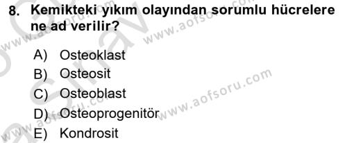 İnsan Beden Yapısı Ve Fizyolojisi Dersi 2024 - 2025 Yılı (Vize) Ara Sınavı 8. Soru