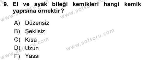 İnsan Beden Yapısı Ve Fizyolojisi Dersi 2024 - 2025 Yılı (Vize) Ara Sınavı 9. Soru