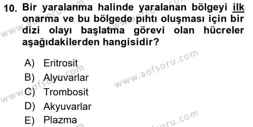 Tıp Terimleri Dersi 2021 - 2022 Yılı (Final) Dönem Sonu Sınavı 10. Soru