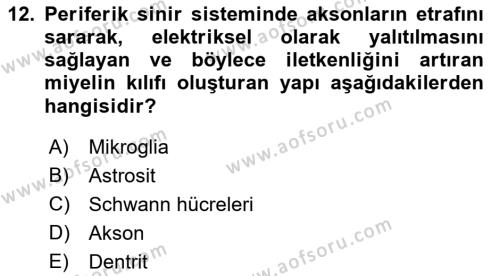 Tıp Terimleri Dersi 2022 - 2023 Yılı Yaz Okulu Sınavı 12. Soru