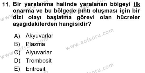 Tıp Terimleri Dersi 2023 - 2024 Yılı (Final) Dönem Sonu Sınavı 11. Soru