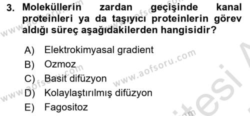 Genel Biyoloji Dersi 2024 - 2025 Yılı (Vize) Ara Sınavı 3. Soru