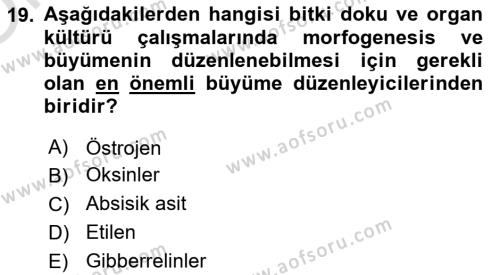 Tarla Bitkileri 1 Dersi 2023 - 2024 Yılı Yaz Okulu Sınavı 19. Soru