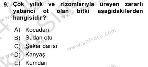 Tarla Bitkileri 1 Dersi 2023 - 2024 Yılı Yaz Okulu Sınavı 9. Soru