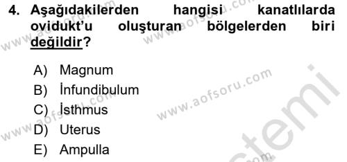 Hayvan Yetiştirme Dersi 2023 - 2024 Yılı Yaz Okulu Sınavı 4. Soru