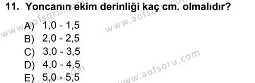 Tarla Bitkileri 2 Dersi 2012 - 2013 Yılı (Final) Dönem Sonu Sınavı 11. Soru