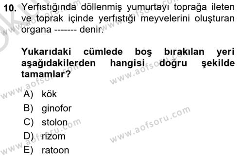 Tarla Bitkileri 2 Dersi 2023 - 2024 Yılı Yaz Okulu Sınavı 10. Soru