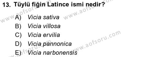 Tarla Bitkileri 2 Dersi 2023 - 2024 Yılı Yaz Okulu Sınavı 13. Soru