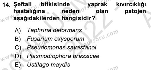 Fitopatoloji Dersi 2022 - 2023 Yılı (Vize) Ara Sınavı 14. Soru