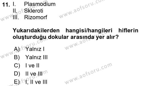 Fitopatoloji Dersi 2022 - 2023 Yılı Yaz Okulu Sınavı 11. Soru