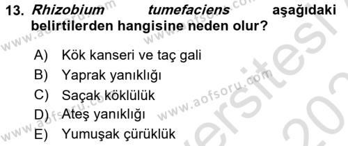 Fitopatoloji Dersi 2022 - 2023 Yılı Yaz Okulu Sınavı 13. Soru