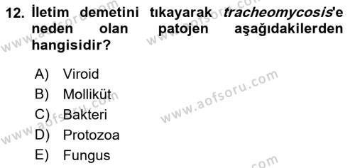 Fitopatoloji Dersi 2023 - 2024 Yılı (Vize) Ara Sınavı 12. Soru