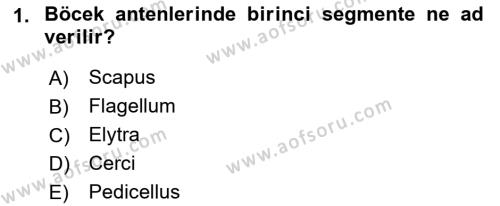 Entomoloji Dersi 2019 - 2020 Yılı (Vize) Ara Sınavı 1. Soru