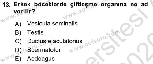 Entomoloji Dersi 2019 - 2020 Yılı (Vize) Ara Sınavı 13. Soru