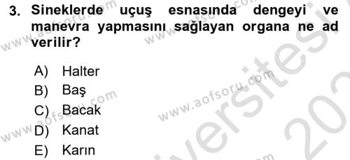 Entomoloji Dersi 2020 - 2021 Yılı Yaz Okulu Sınavı 3. Soru