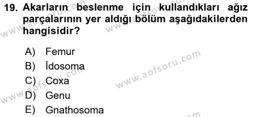 Entomoloji Dersi 2021 - 2022 Yılı (Final) Dönem Sonu Sınavı 19. Soru