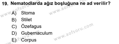 Entomoloji Dersi 2021 - 2022 Yılı Yaz Okulu Sınavı 19. Soru