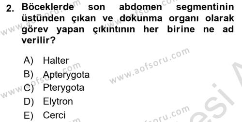 Entomoloji Dersi 2021 - 2022 Yılı Yaz Okulu Sınavı 2. Soru