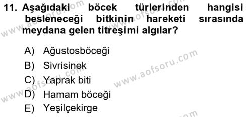 Entomoloji Dersi 2023 - 2024 Yılı Yaz Okulu Sınavı 11. Soru