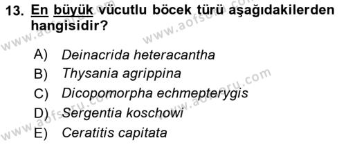 Entomoloji Dersi 2023 - 2024 Yılı Yaz Okulu Sınavı 13. Soru