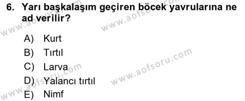 Entomoloji Dersi 2023 - 2024 Yılı Yaz Okulu Sınavı 6. Soru