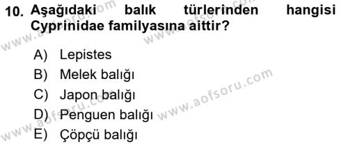 Balık Yetiştiriciliği Dersi 2020 - 2021 Yılı Yaz Okulu Sınavı 10. Soru