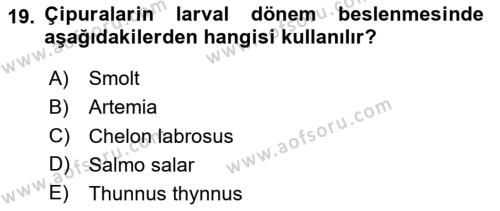 Balık Yetiştiriciliği Dersi 2023 - 2024 Yılı (Vize) Ara Sınavı 19. Soru